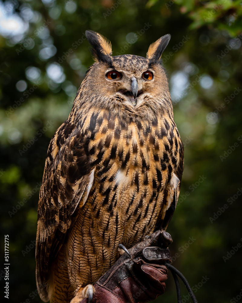Eurasian Eagle Owl Eurasian Eagle Owl