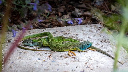 Close-up of a male and female green lizard couple (Lacerta bilineata or Lacerta vivipara, Smaragdeidechse) on a stone. M male lizard with its head on female lizards tail. Blurred background.