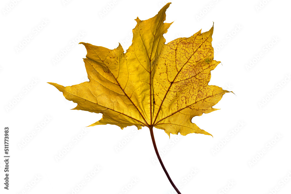 Yellow leaf on white background Yellow leaf on white background