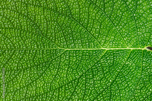 Detail of exotic leaf at the botanical garden in Prague	