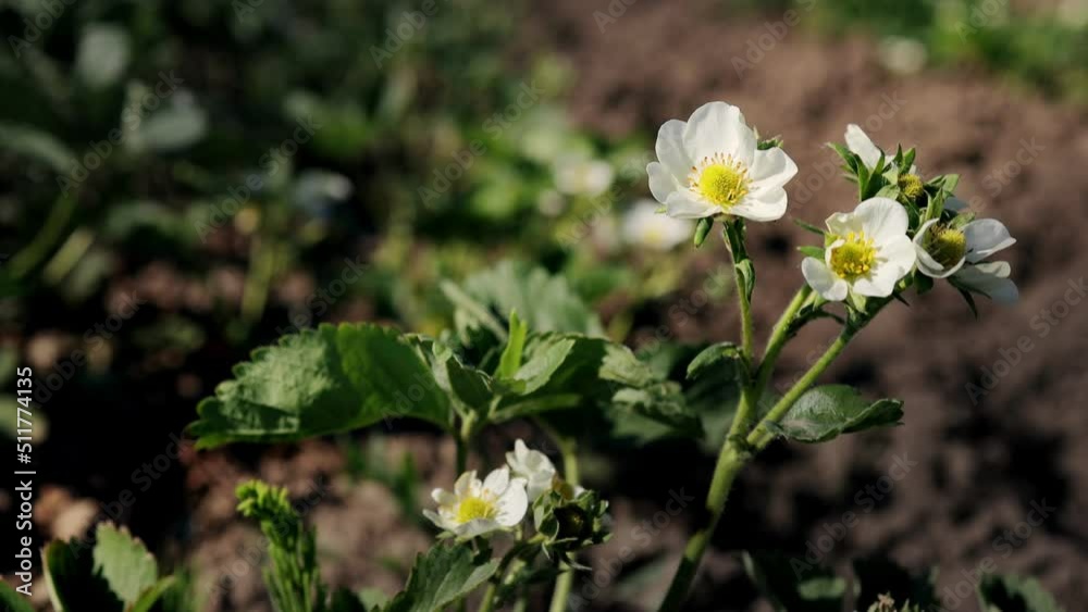 Bush of blooming strawberries grow on an organic farm on a sunny day. Spring flowering strawberries grow in the garden. Bush of blooming strawberries grow on an organic farm on a sunny day. Spring flowering strawberries grow in the garden.