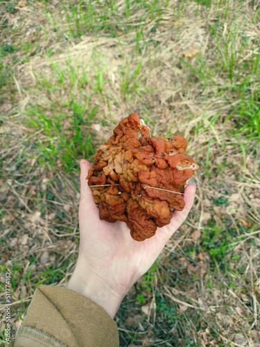 Gyromitra esculenta is kind of poisonous mushrooms growing in the forest in spring