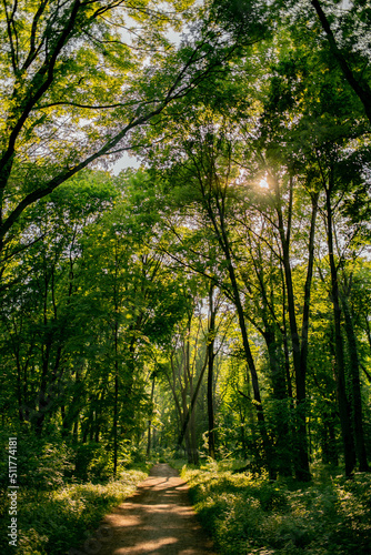 Fototapeta Naklejka Na Ścianę i Meble -  The path in the park the sun breaks through the trees