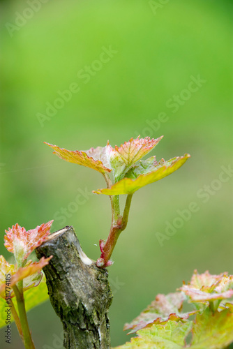 ブドウの新芽と苗木