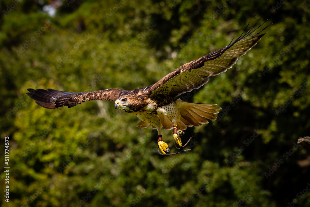 Fototapeta premium Red-tailed Hawk
