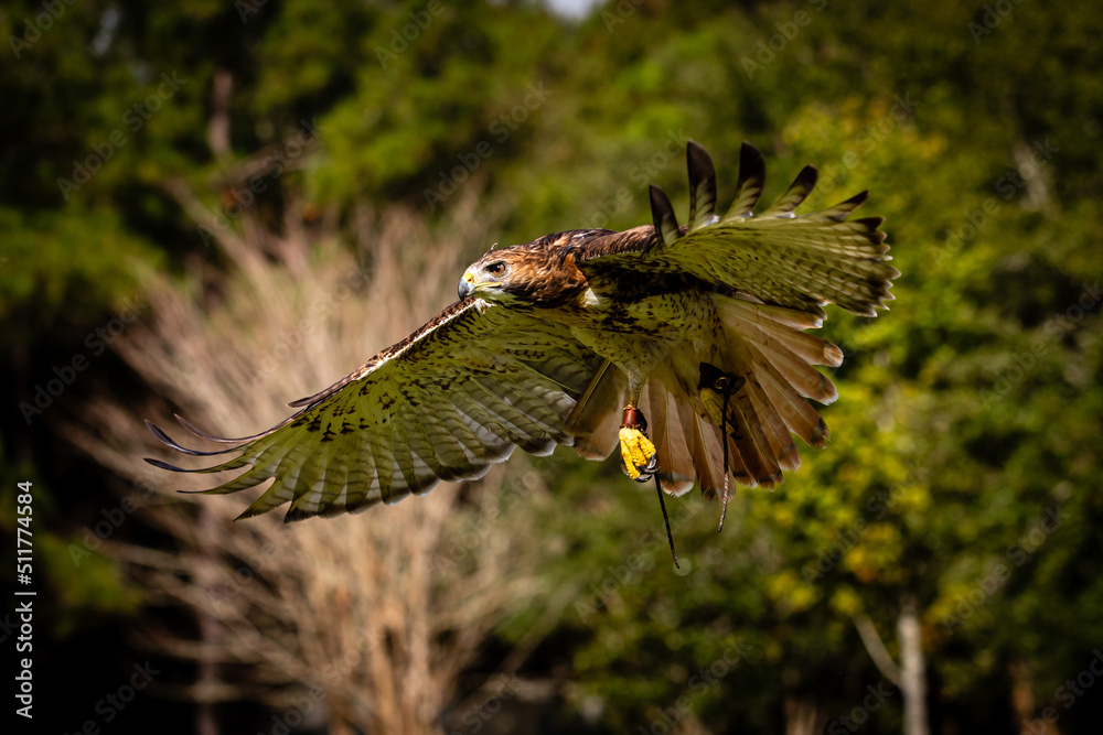 Obraz premium Red-tailed Hawk