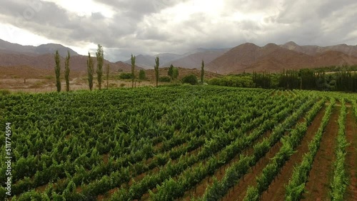 Agriculture. Wine production. Aerial view of the vineyard and mountains in the background, at sunset. View of the green grapevines plantation field. 