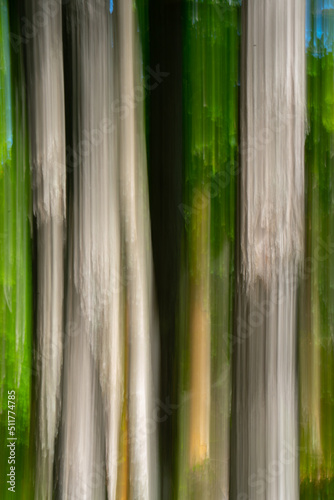abstract design of tree trunks in woods forest or park with motion blur intentional soft focus or out of focus special effect created by long time exposure and intentional camera movement vertical 