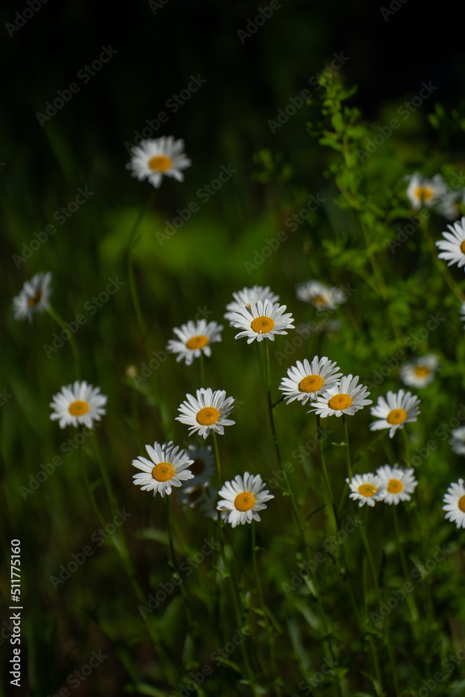 Fototapeta premium white and yellow daisies in full bloom in field in summer time growing in wild amongst tall grass in rural area of Ontario Canada vertical format room for type wildflowers backdrop or background 