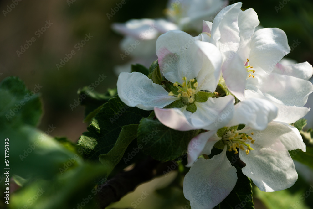 blooming tree