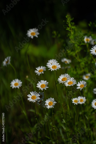 white and yellow daisies in full bloom in field in summer time growing in wild amongst tall grass in rural area of Ontario Canada vertical format room for type wildflowers backdrop or background  © Shawn Hamilton CLiX 