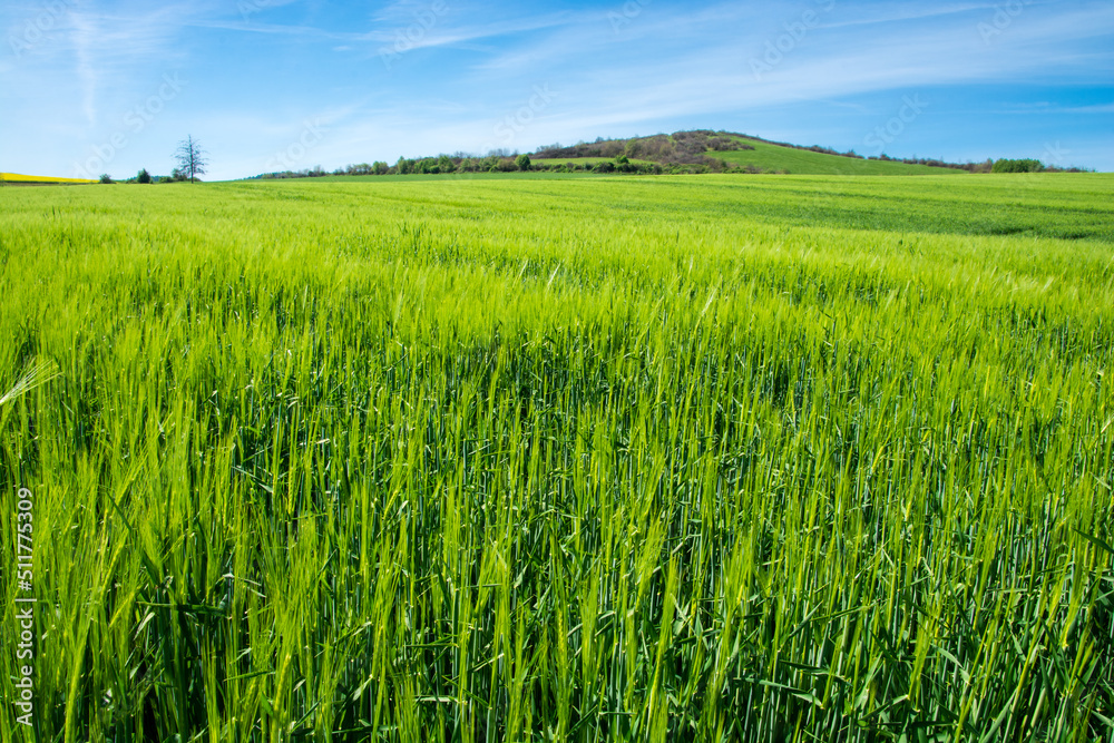 green field, hill and blue sky