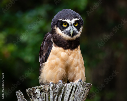 Spectacled Owl