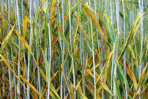 Severe yellow or stripe rust Puccinia striiformis on a wheat crop photo