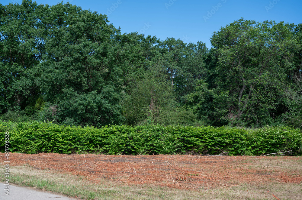FLOWER,TREE,PLANTS,ANIMALS, LANDSCAPE FLOWER,TREE,PLANTS,ANIMALS, LANDSCAPE