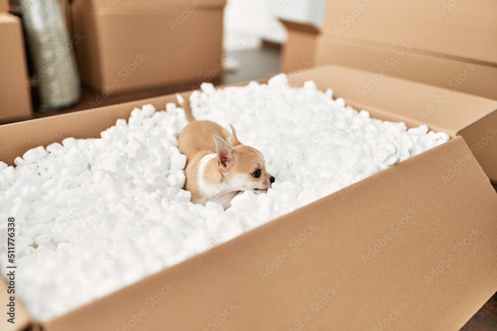 Beautiful small dog chihuahua playing funny game inside cardboard box at new home