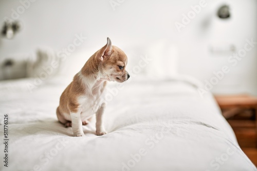 Beautiful small chihuahua puppy standing on the bed curious and happy, healthy cute babby dog at home © Krakenimages.com