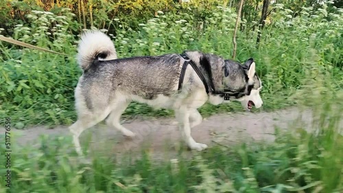 Siberian husky walking