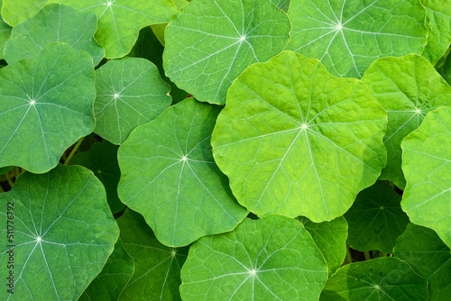 Nasturtium leaves growing closly toether in closeup view showing the fine details photo