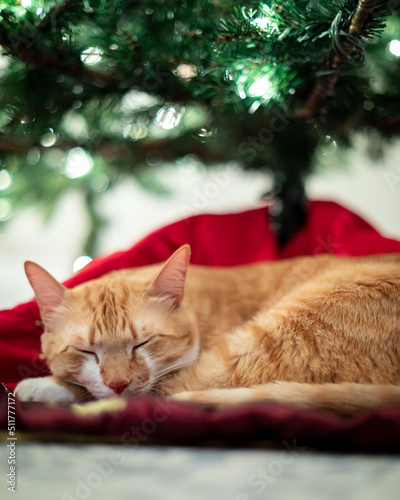Orange Cat Christmas