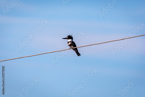 Shore birds, birds in trees and boats in harbor