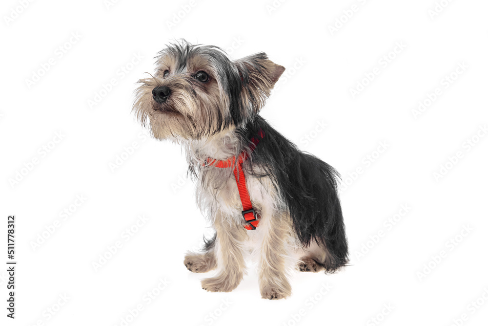 Beautiful and cute black and white yorkshire terrier dog over isolated background. Studio shoot of purebreed yorkie puppy.