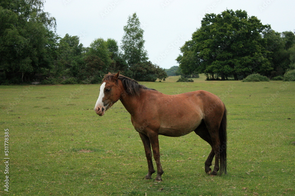 horse in the field