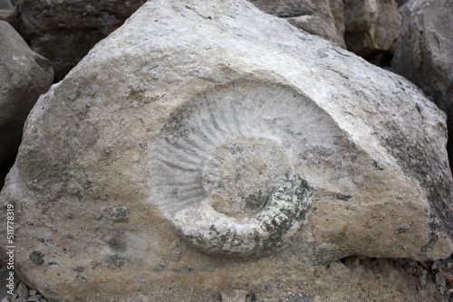 fossil of a stone