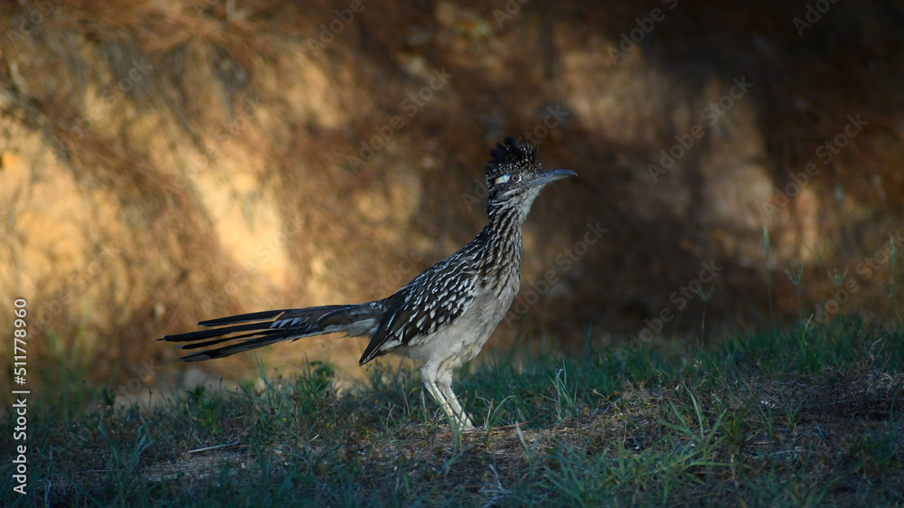 Obraz premium Greater Roadrunner standing in grass