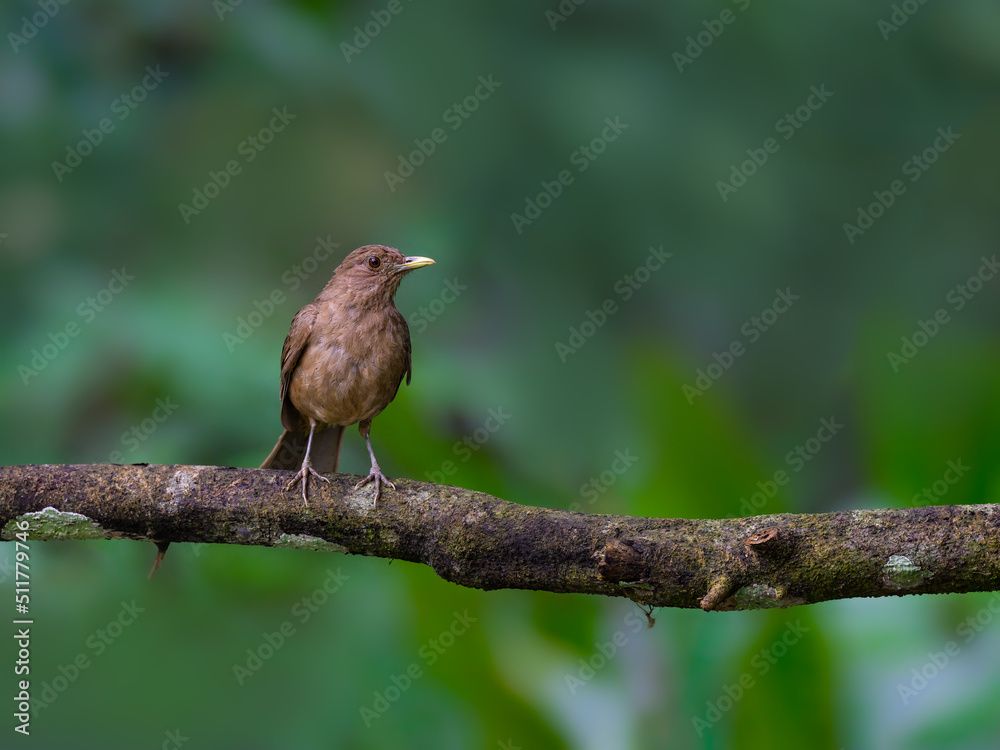 Fototapeta premium Clay-colored Thrush perched on stick on dark green background