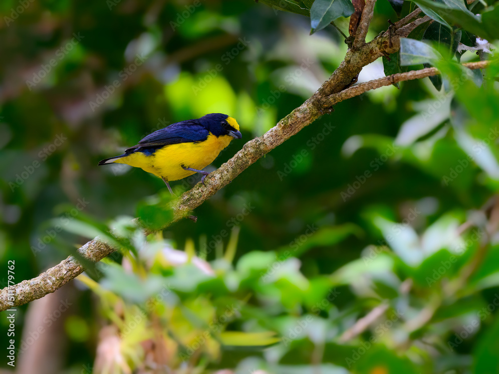 Fototapeta premium Male Thick-billed Euphonia perched on a tree branch on green background