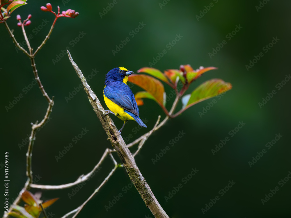 Male Thick-billed Euphonia perched on a tree branch on green background