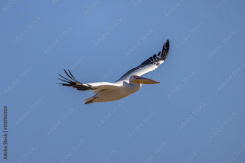 Obraz premium Pelican Doa, during the migratory season in the fall, passes through the skies of the State of Israel in the Syrian-African rift, heading south to Africa