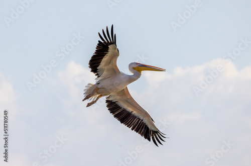 Pelican Doa, during the migratory season in the fall, passes through the skies of the State of Israel in the Syrian-African rift, heading south to Africa