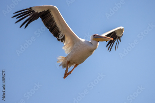 Pelican Doa, during the migratory season in the fall, passes through the skies of the State of Israel in the Syrian-African rift, heading south to Africa © luciano