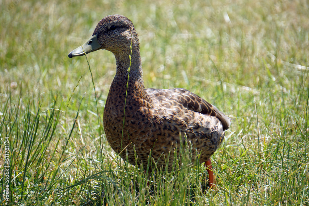 Brown mallard duck walking on grass Brown mallard duck walking on grass