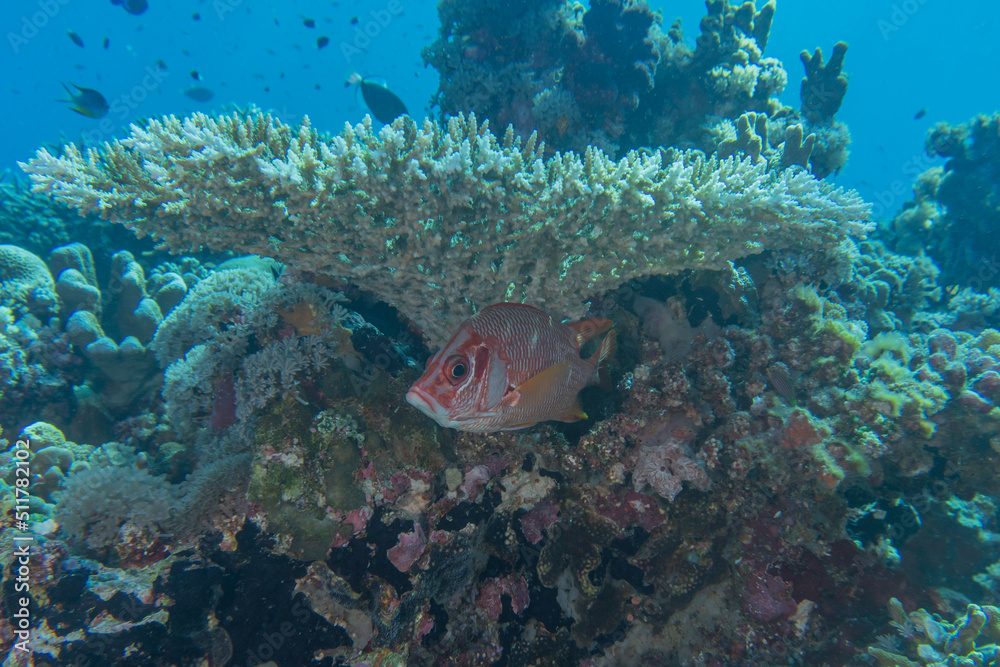 Obraz premium Coral reef and water plants at the Tubbataha Reefs, Philippines 