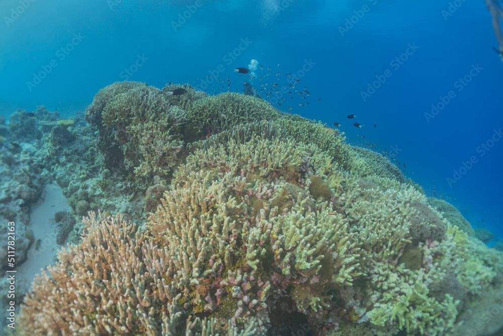 Coral reef and water plants at the Tubbataha Reefs, Philippines
Coral reef and water plants at the Tubbataha Reefs, Philippines