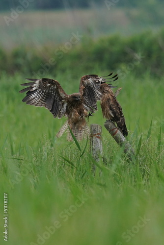 black kite in a field