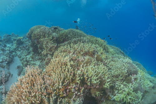 Coral reef and water plants at the Tubbataha Reefs  Philippines 
