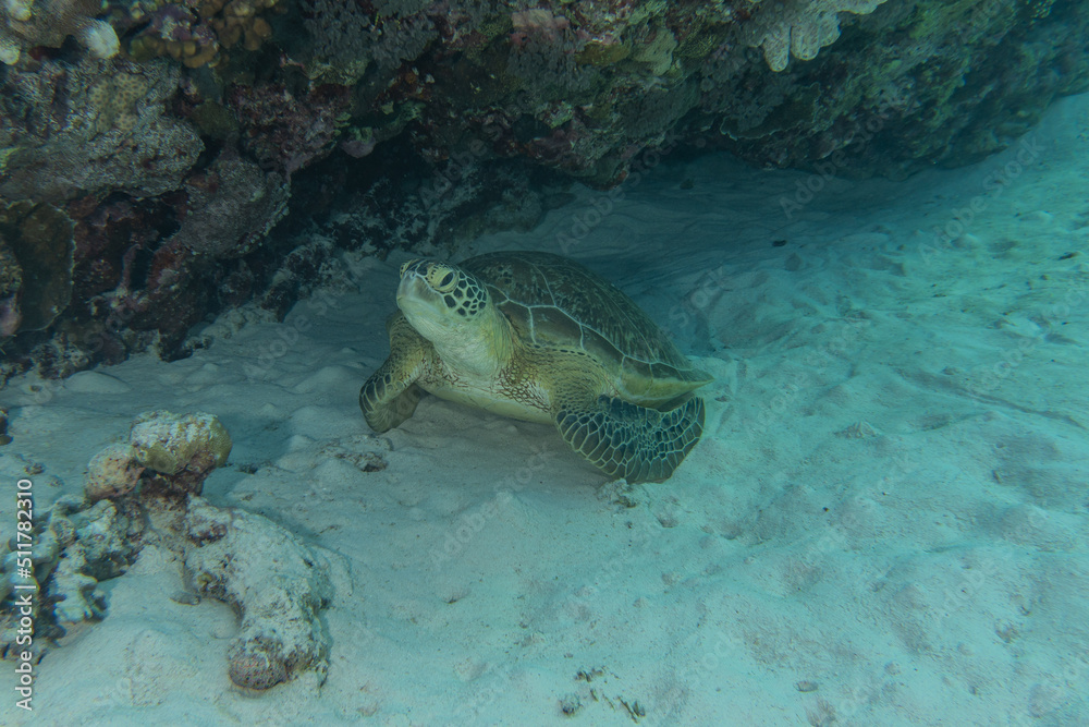 Obraz premium Hawksbill sea turtle at the Tubbataha Reefs Philippines