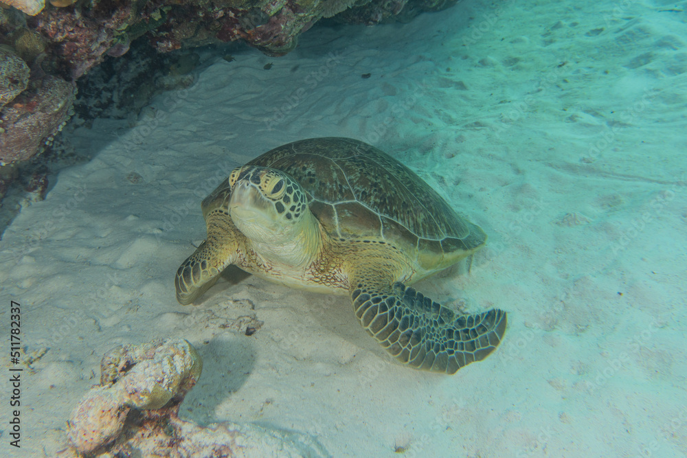 Obraz premium Hawksbill sea turtle at the Tubbataha Reefs Philippines