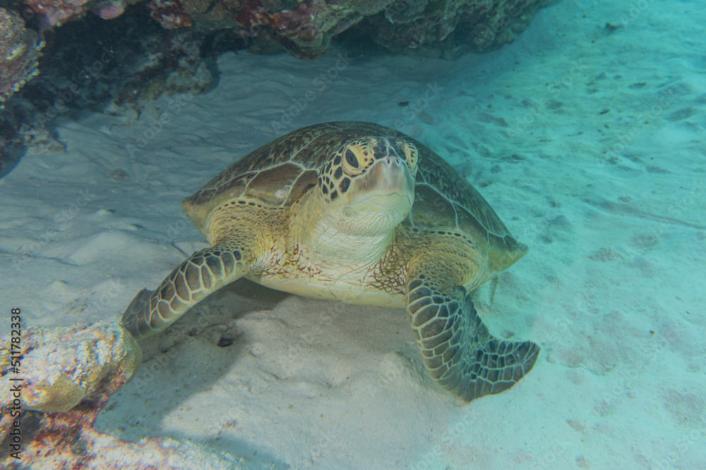 Obraz premium Hawksbill sea turtle at the Tubbataha Reefs Philippines