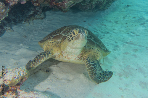 Hawksbill sea turtle at the Tubbataha Reefs Philippines