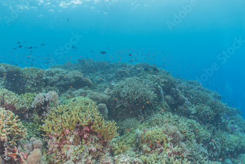 Coral reef and water plants at the Tubbataha Reefs, Philippines 