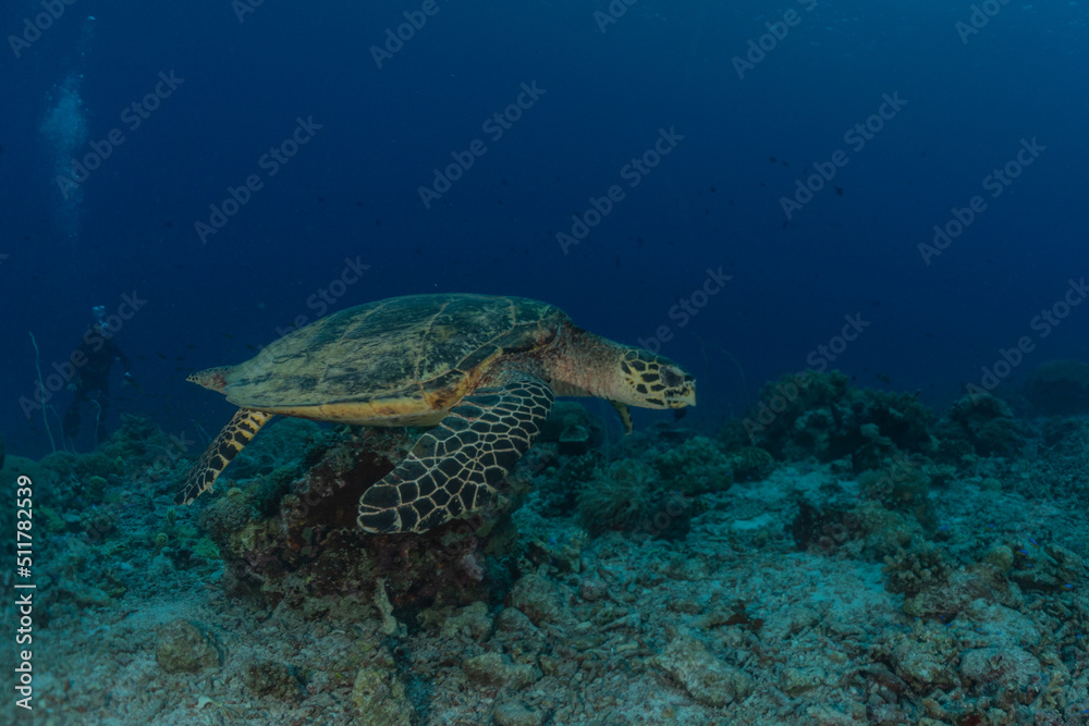 Hawksbill sea turtle at the Tubbataha Reefs Philippines