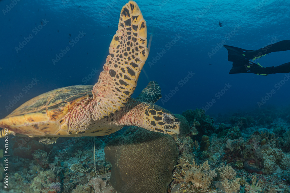 Fototapeta premium Hawksbill sea turtle at the Tubbataha Reefs Philippines