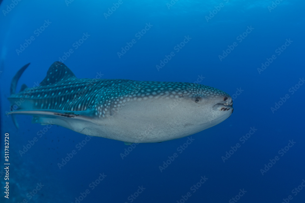 Whale shark at the tubbataha reef national park Philippines Whale shark at the tubbataha reef national park Philippines