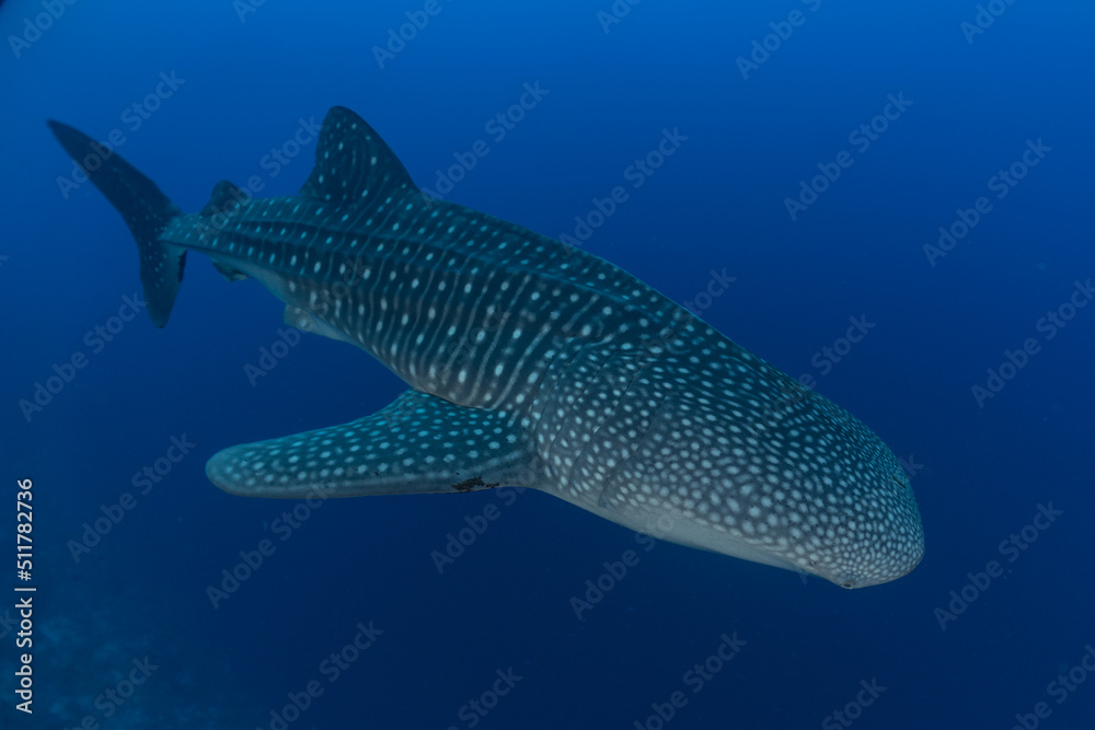 Whale shark at the tubbataha reef national park Philippines Whale shark at the tubbataha reef national park Philippines