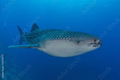 Whale shark at the tubbataha reef national park Philippines